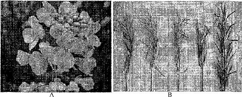 Method for breeding hybrid of rape and cruciferae vegetables by using wild leaf mustard sterile cytoplasm