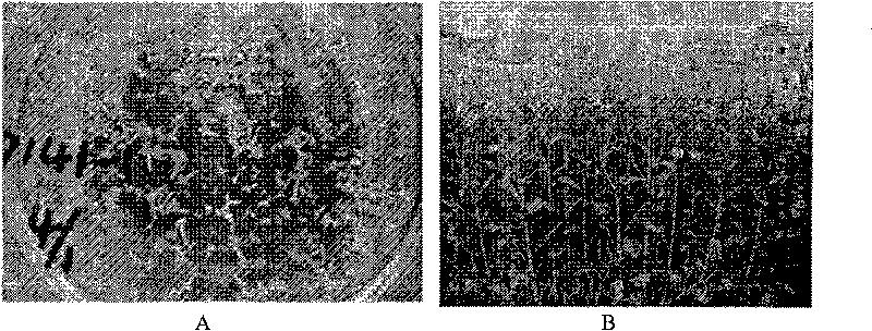 Method for breeding hybrid of rape and cruciferae vegetables by using wild leaf mustard sterile cytoplasm