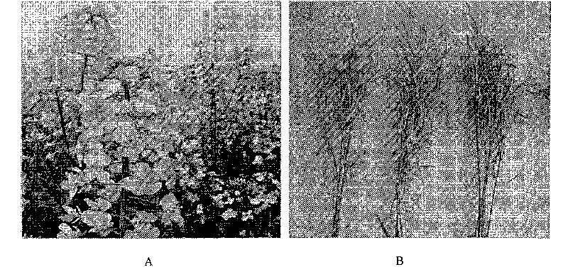 Method for breeding hybrid of rape and cruciferae vegetables by using wild leaf mustard sterile cytoplasm