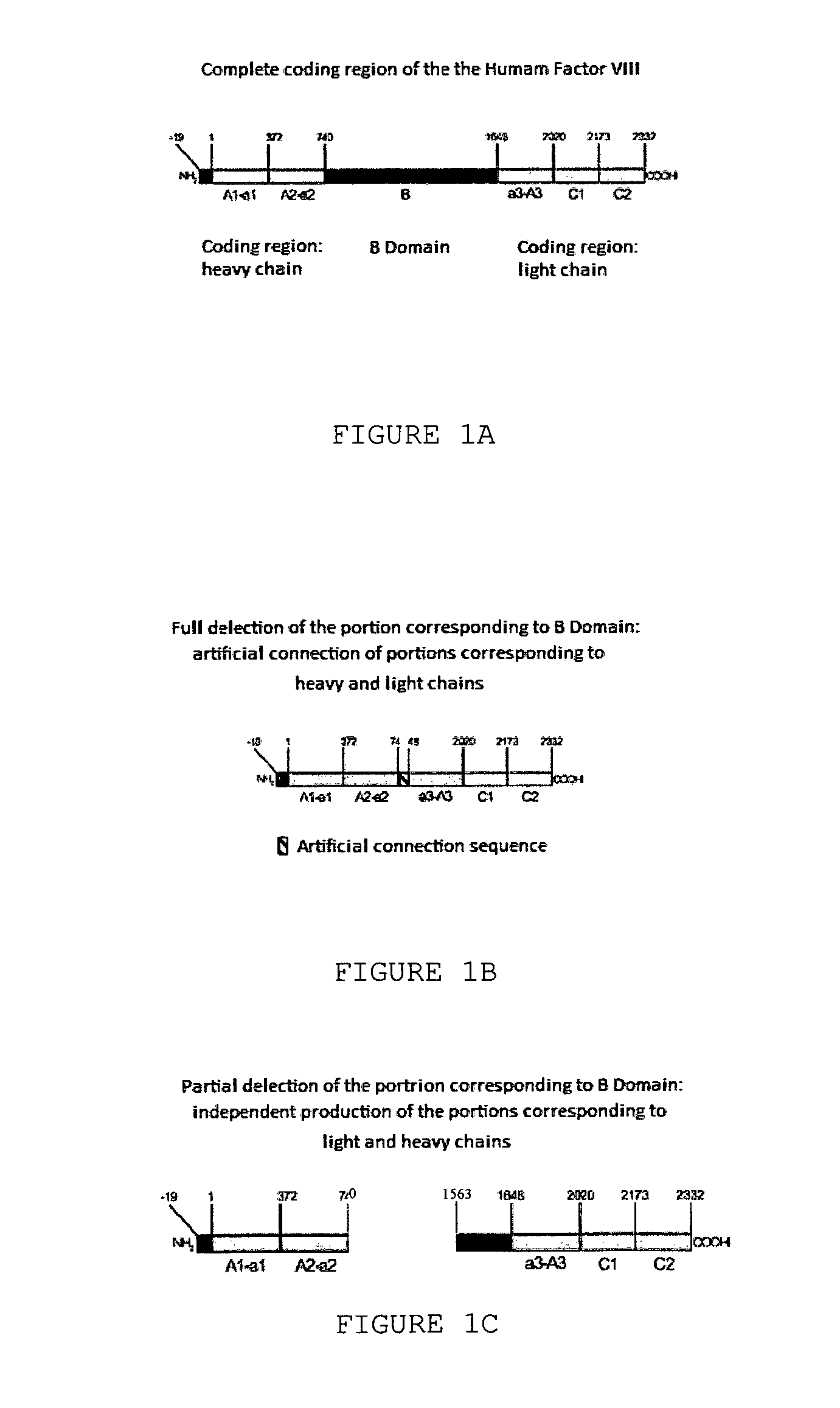 Method for the production of recombinant human factor viii