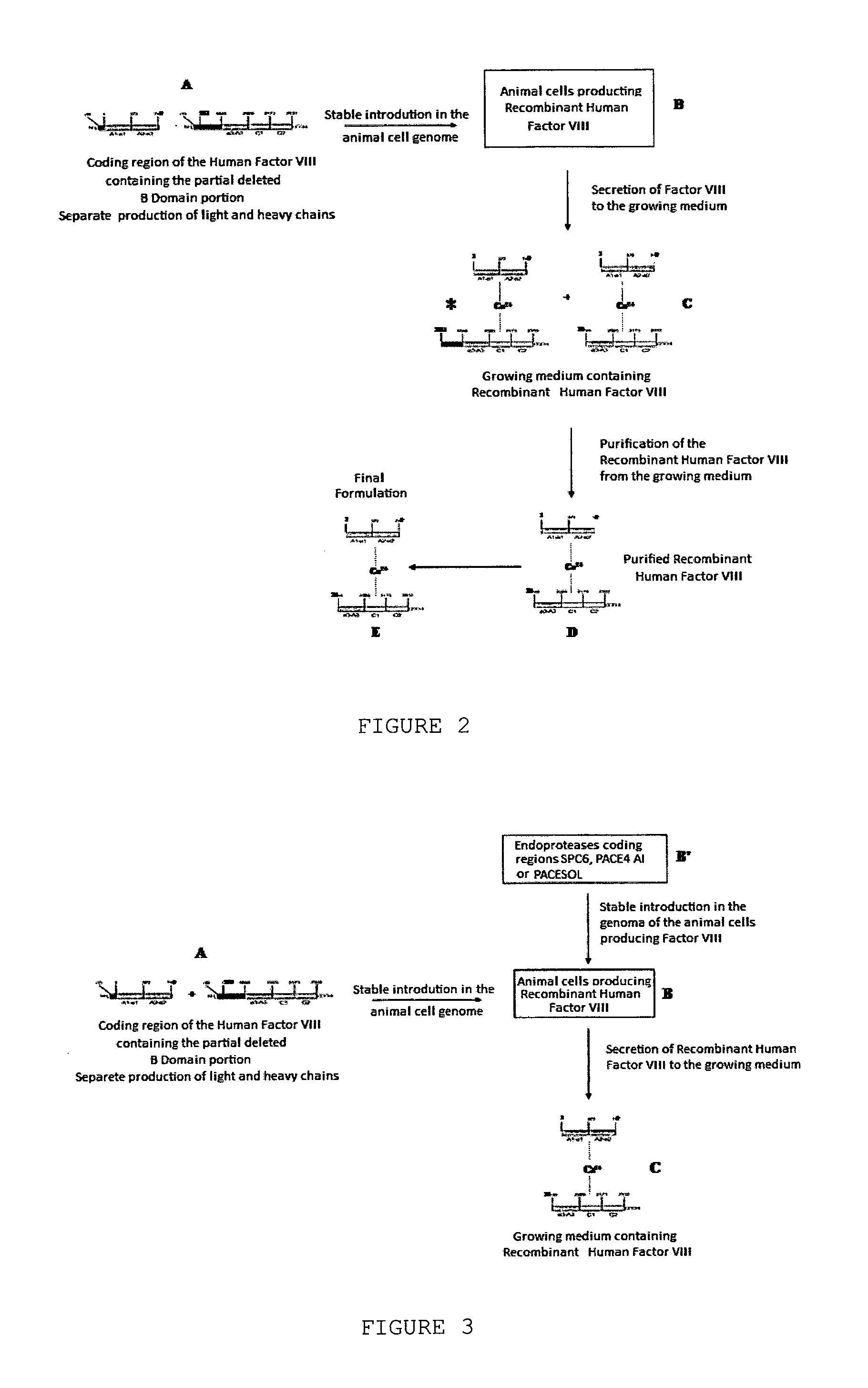 Method for the production of recombinant human factor viii