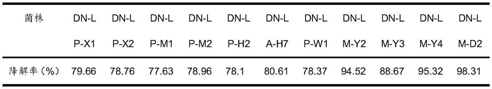 A kind of Leuconostoc enterococcus and its application in fermented sauerkraut