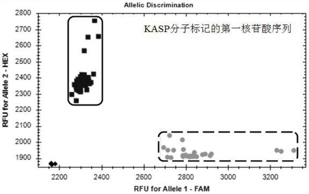 KASP molecular marker linked with wheat stripe rust resistant QTL and application