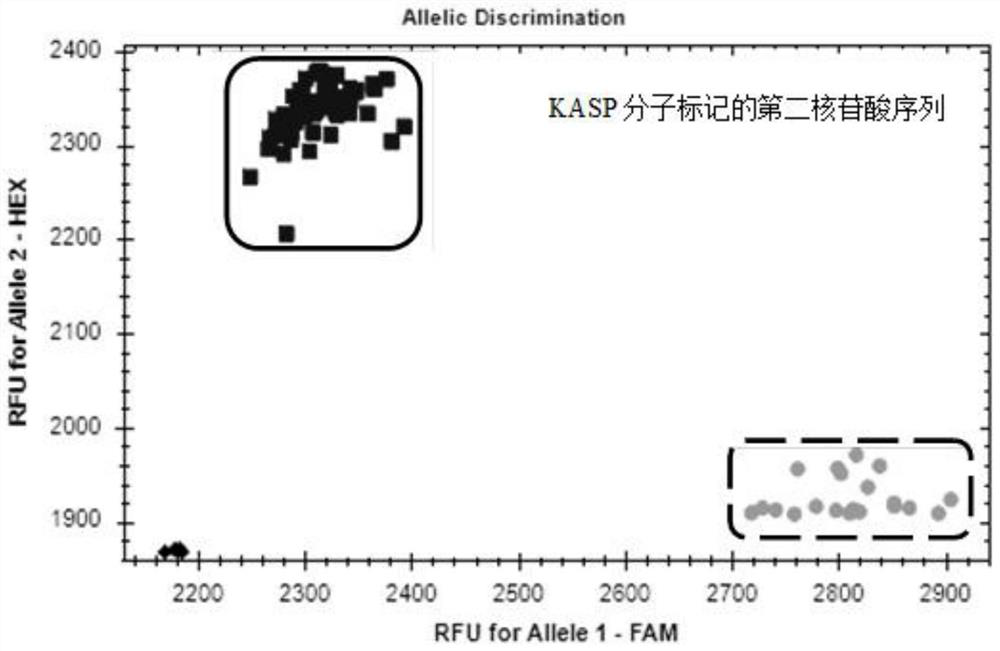 KASP molecular marker linked with wheat stripe rust resistant QTL and application