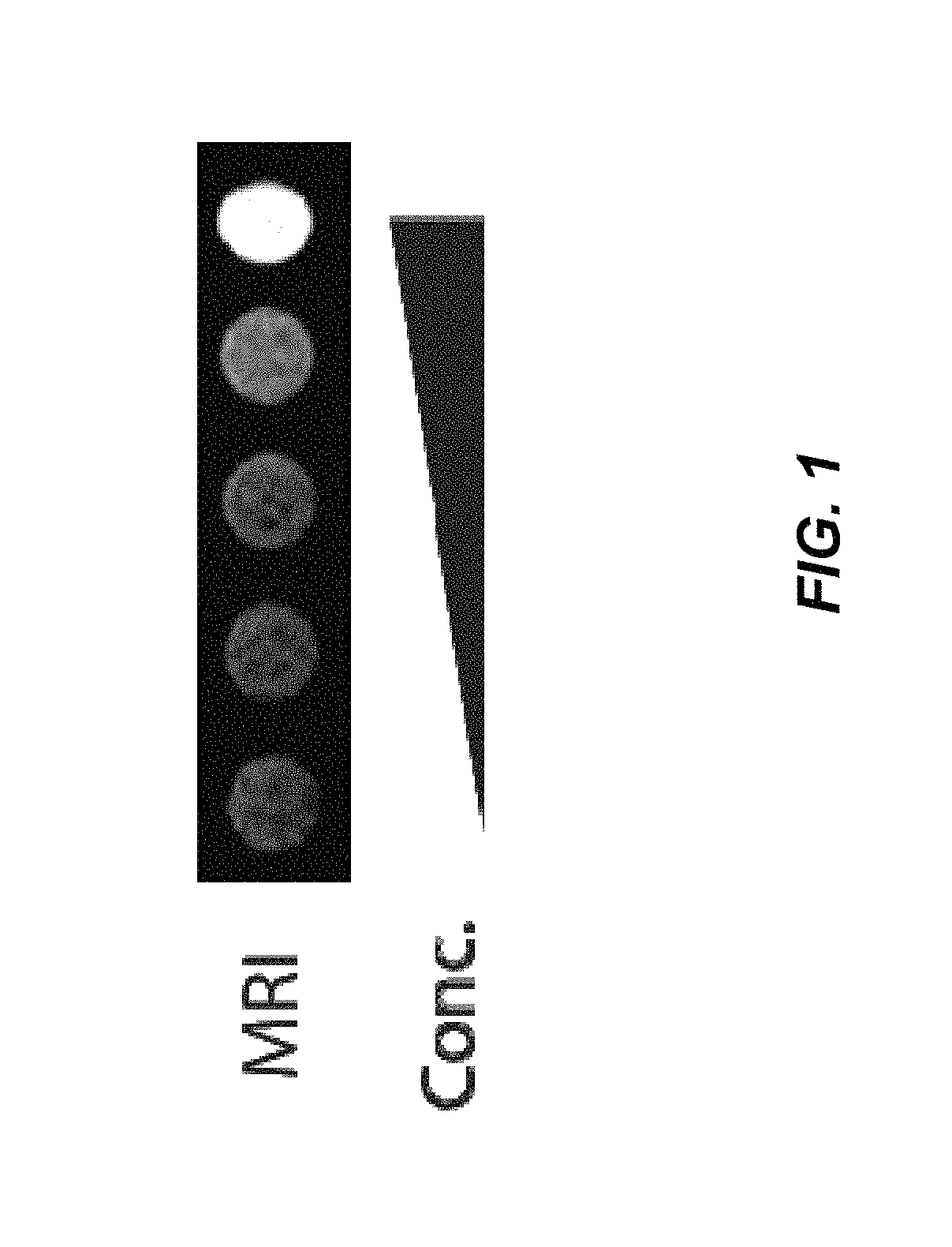 Host cells with artificial endosymbionts