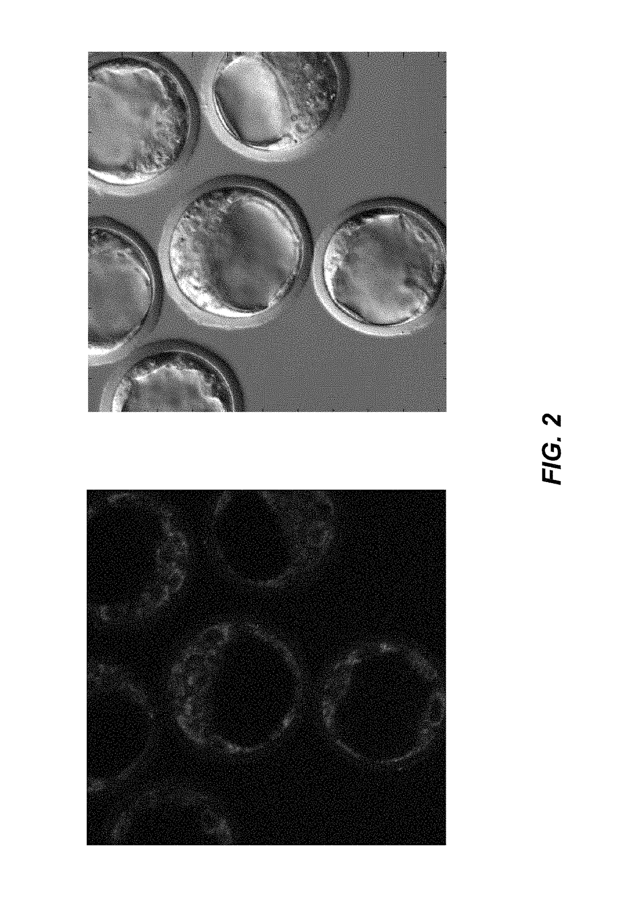 Host cells with artificial endosymbionts