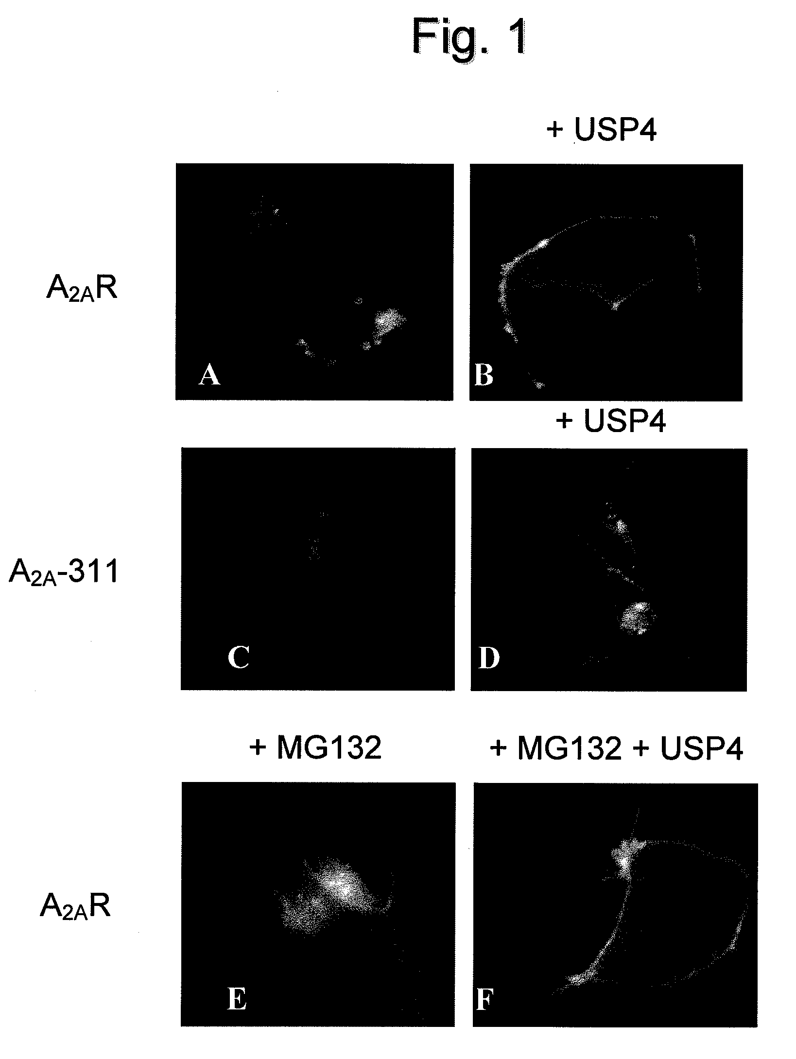 Use Of A Compound For Enhancing The Expression Of Membrane Proteins On The Cell Surface