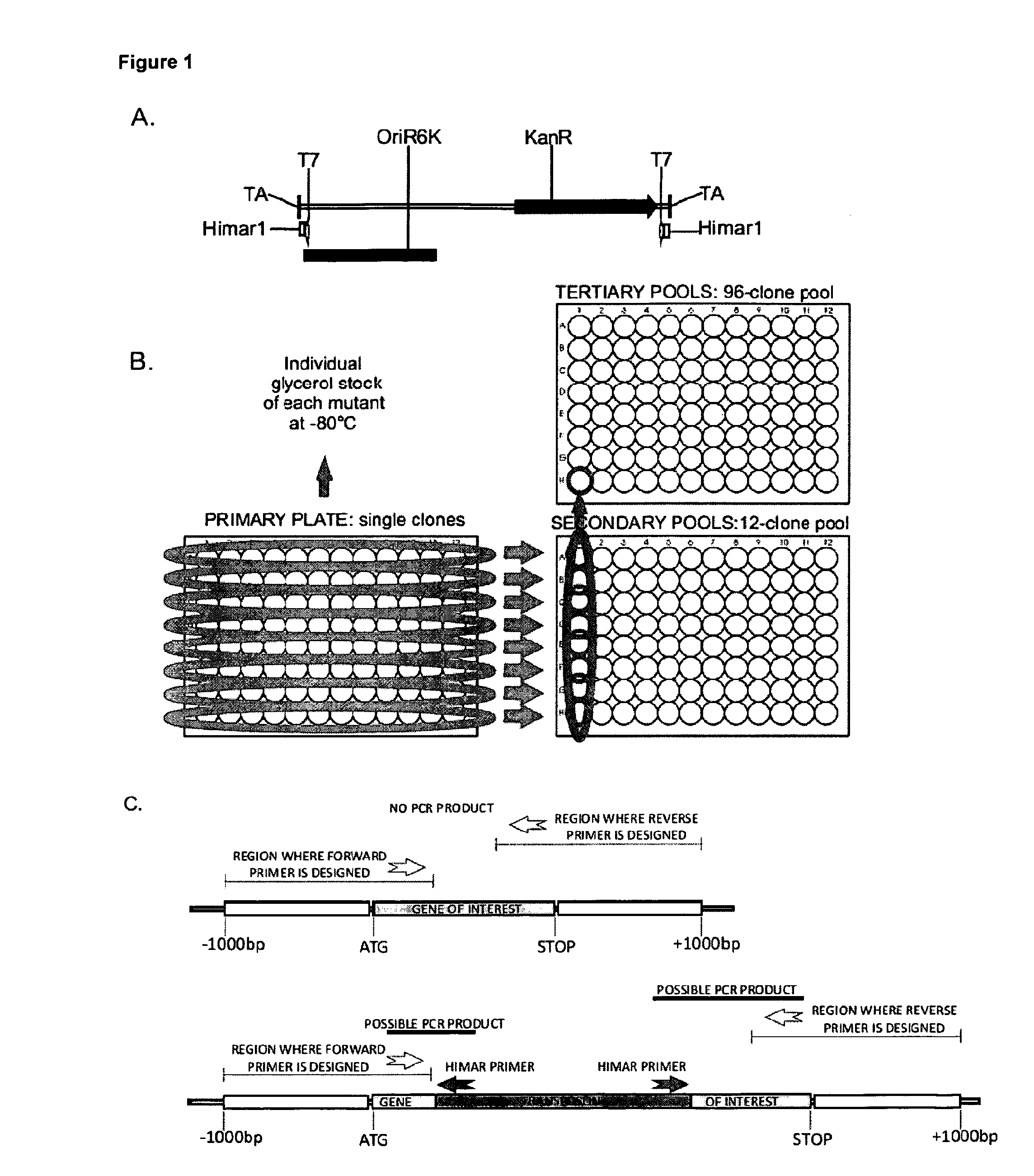 Mycobacterium mutants for vaccines with improved protective efficacy