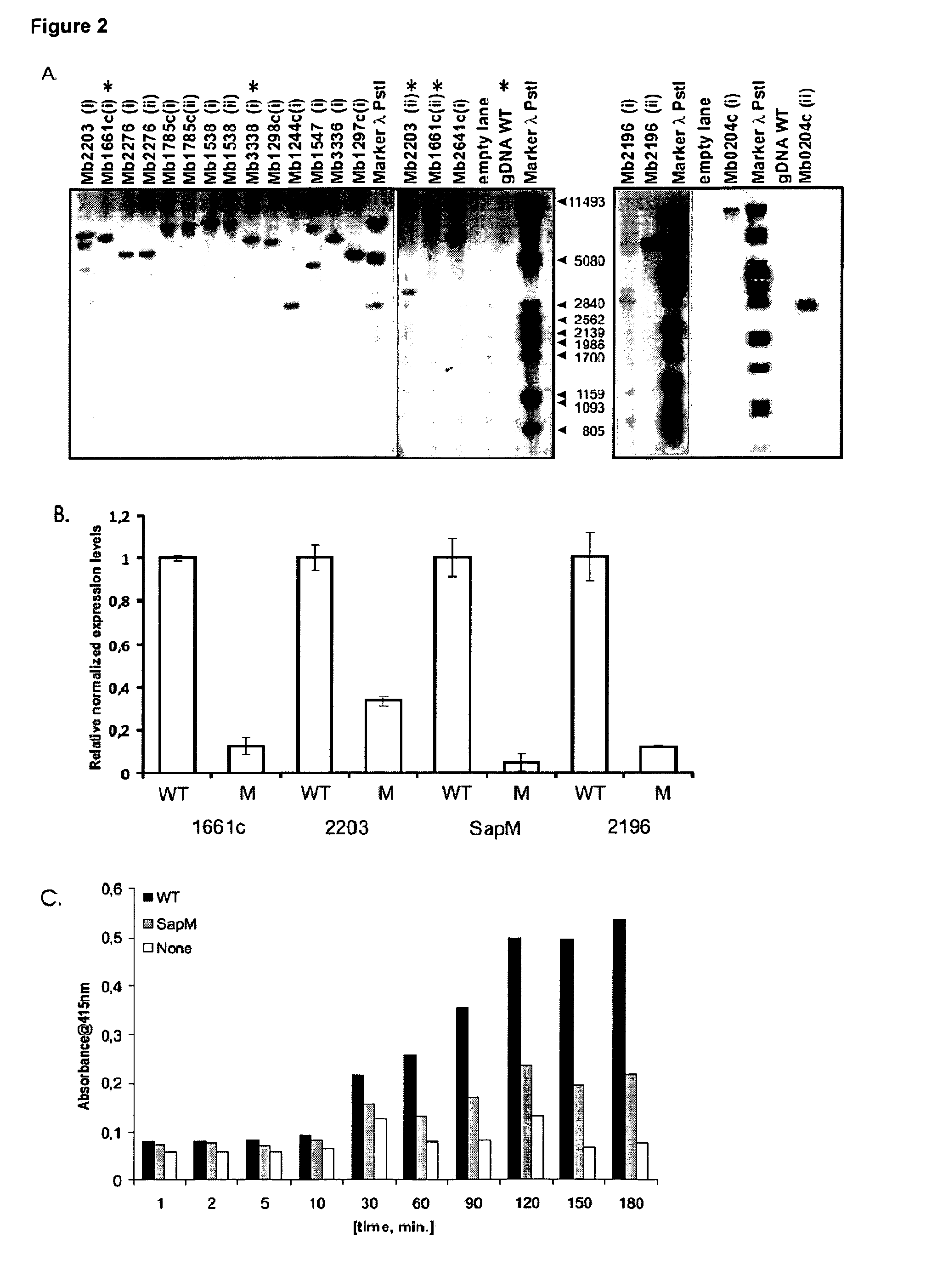 Mycobacterium mutants for vaccines with improved protective efficacy