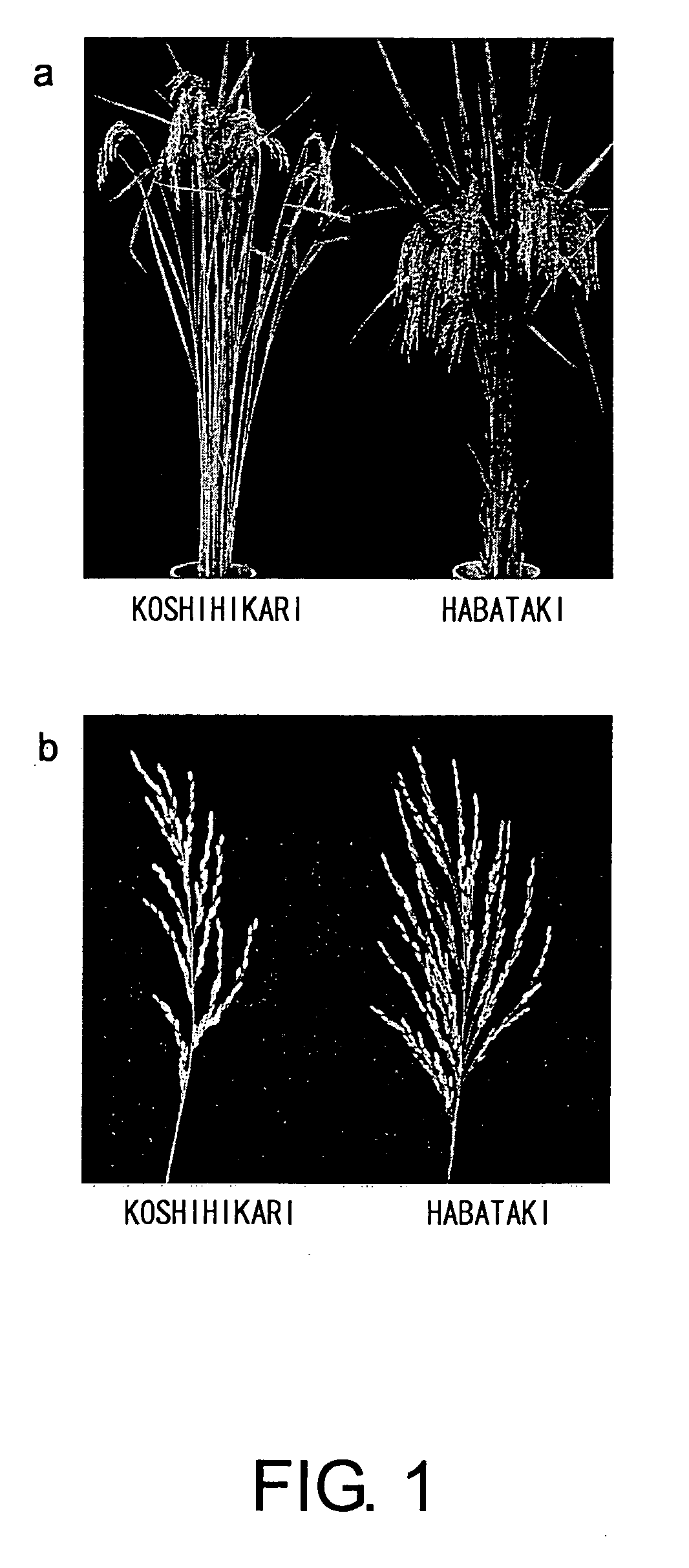 Gene elevating cereal yield and utilization thereof