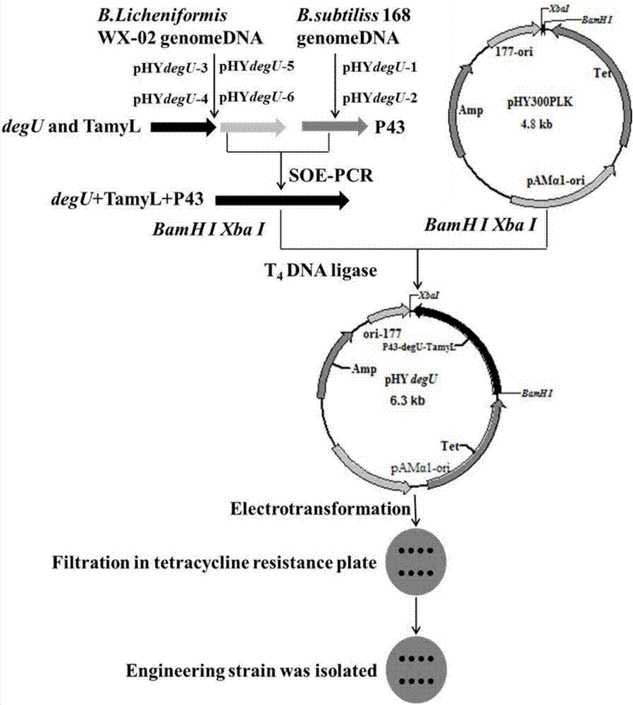 Bacillus licheniformis engineering bacterium for efficiently synthetizing poly-gamma-glutamic acid