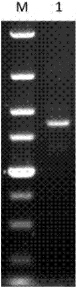 Bacillus licheniformis engineering bacterium for efficiently synthetizing poly-gamma-glutamic acid