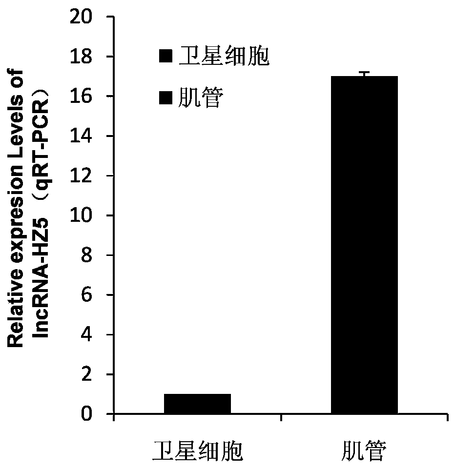 A method for promoting myogenic differentiation of bovine skeletal muscle satellite cells