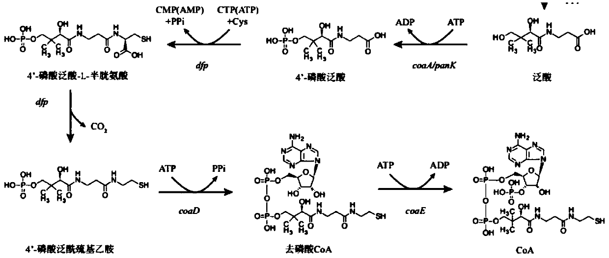 A kind of Escherichia coli engineering bacteria producing 5-aminolevulinic acid