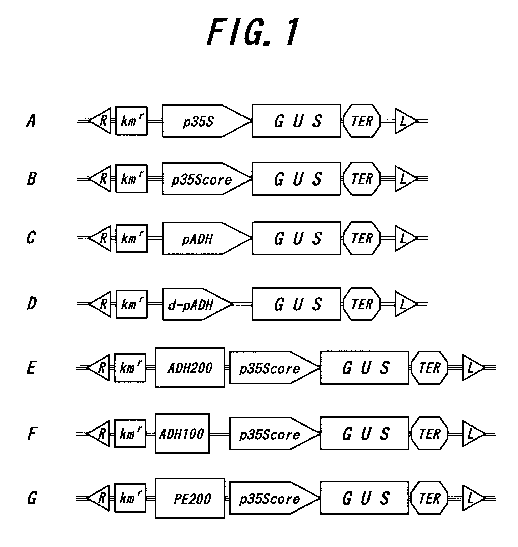 DNA fragment for stable expression of an exogenous gene in a plant