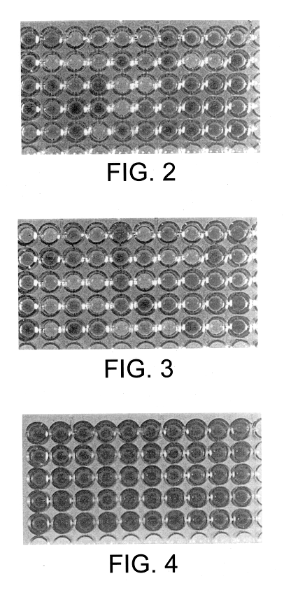 DNA fragment for stable expression of an exogenous gene in a plant