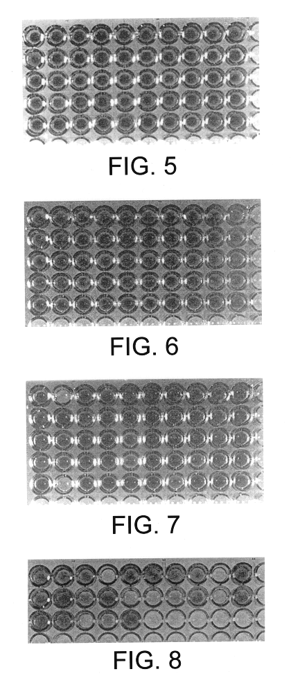 DNA fragment for stable expression of an exogenous gene in a plant