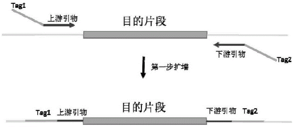 Primers, kit and method for detection of human BRCA1 and BRCA2 gene mutation