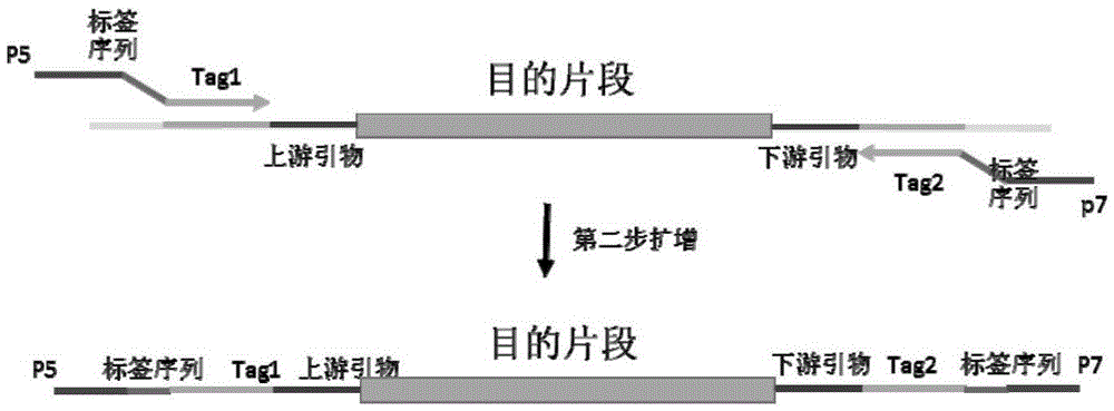 Primers, kit and method for detection of human BRCA1 and BRCA2 gene mutation