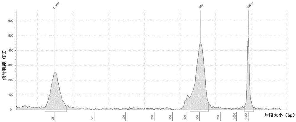 Primers, kit and method for detection of human BRCA1 and BRCA2 gene mutation