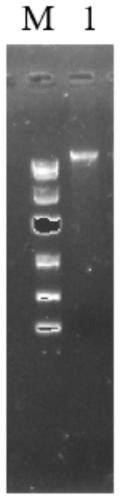 Aspergillus niger genetically engineered bacteria as well as construction method and application thereof