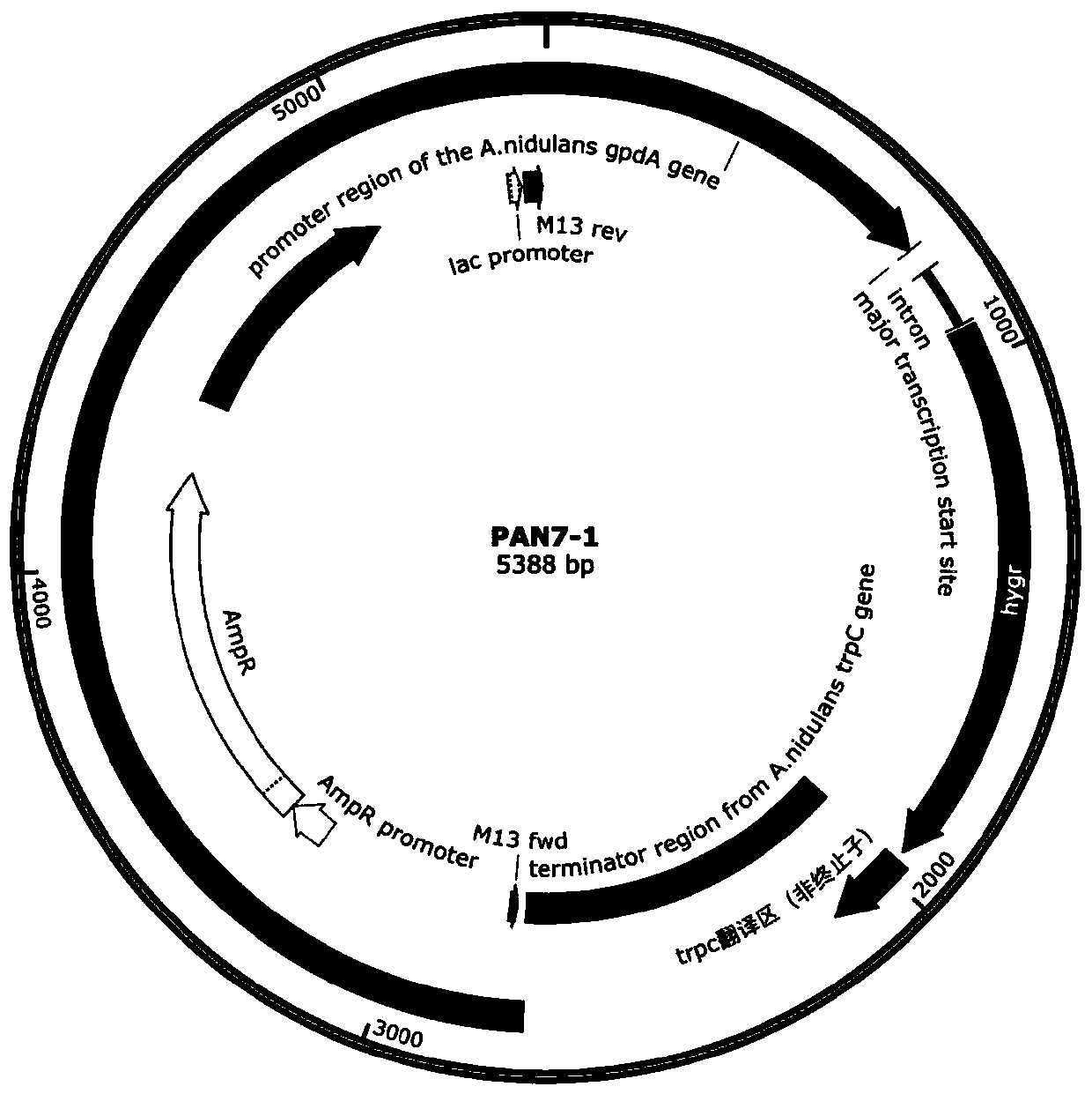 Aspergillus niger genetically engineered bacteria as well as construction method and application thereof