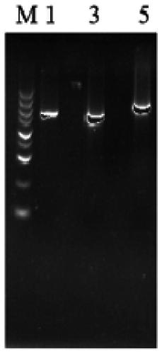 Aspergillus niger genetically engineered bacteria as well as construction method and application thereof