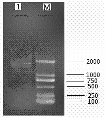 Construction and application of cell model capable of stably expressing human MATE1 transporter