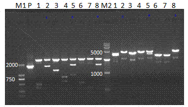 Construction and application of cell model capable of stably expressing human MATE1 transporter