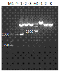 Construction and application of cell model capable of stably expressing human MATE1 transporter