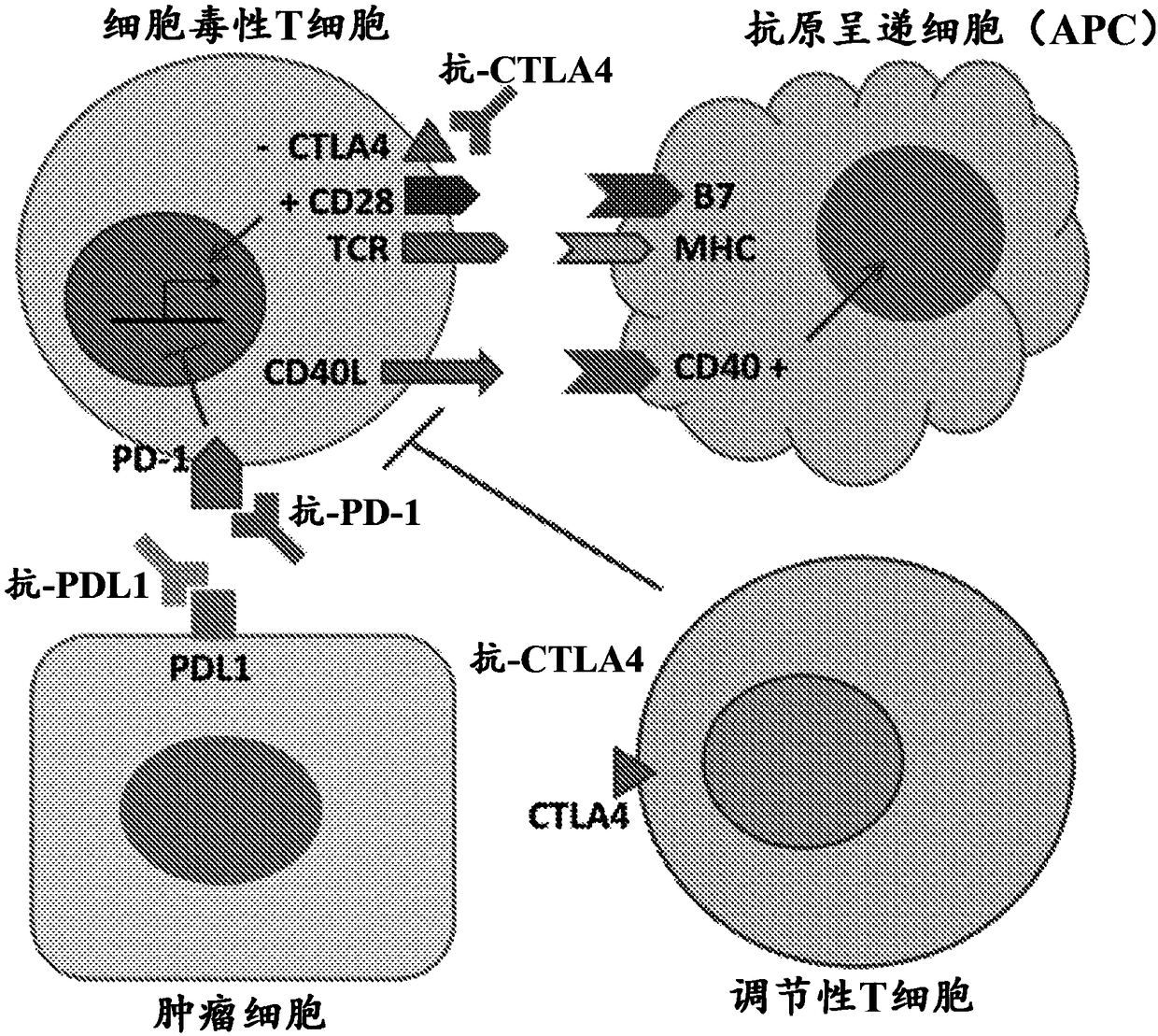 Compositions and methods for immune-mediated cancer therapy