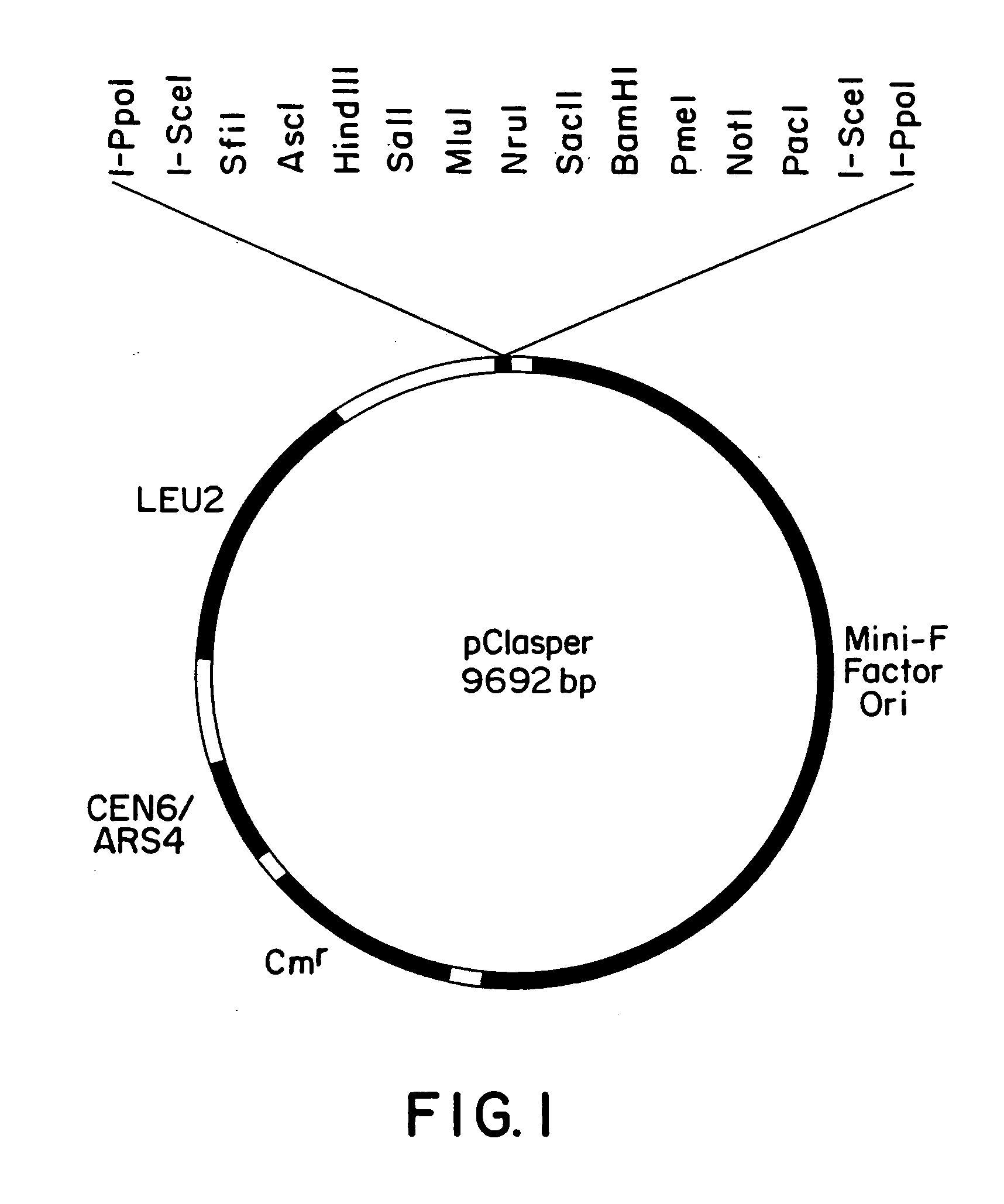 New yeast-bacteria shuttle vector