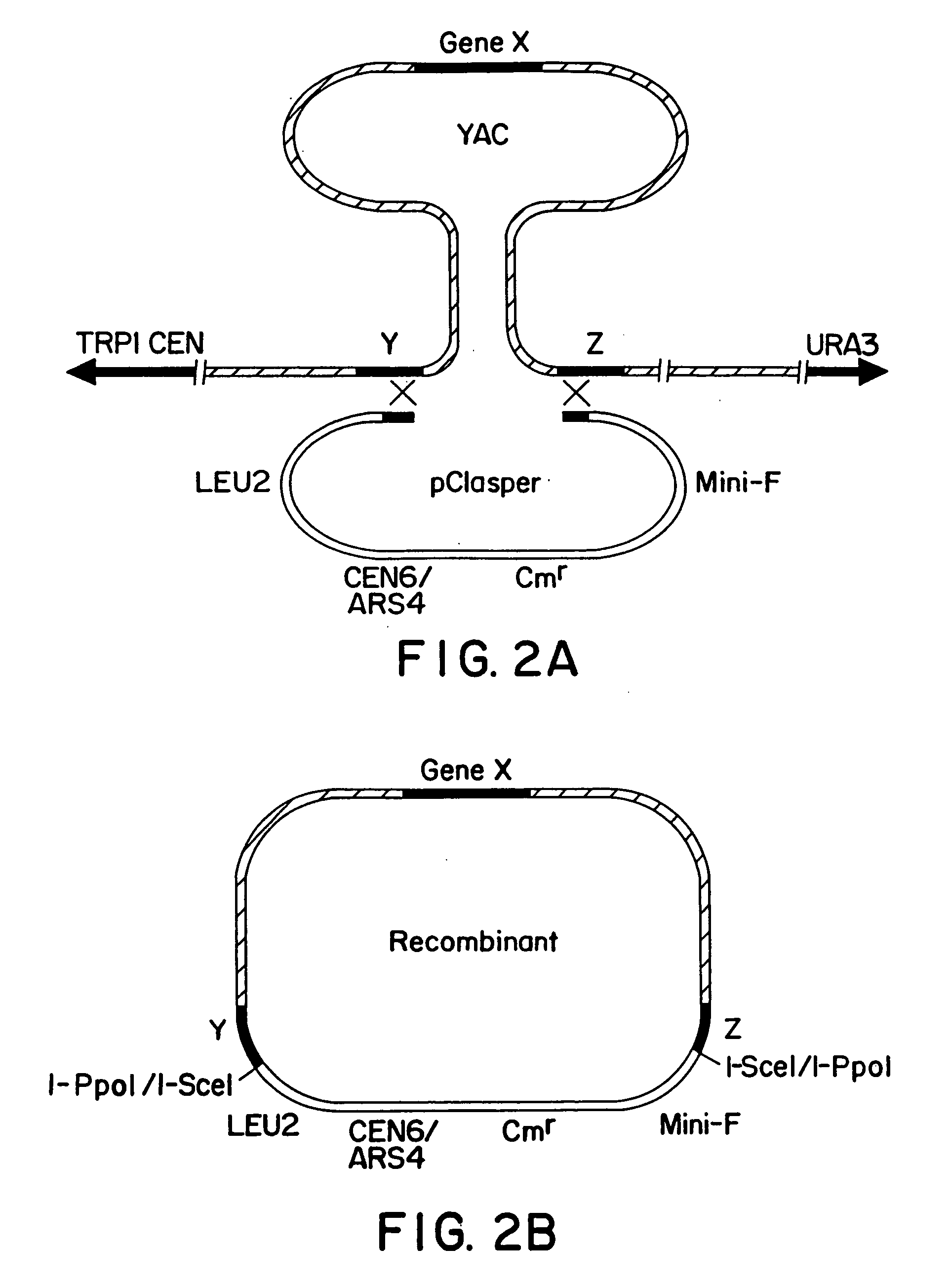 New yeast-bacteria shuttle vector