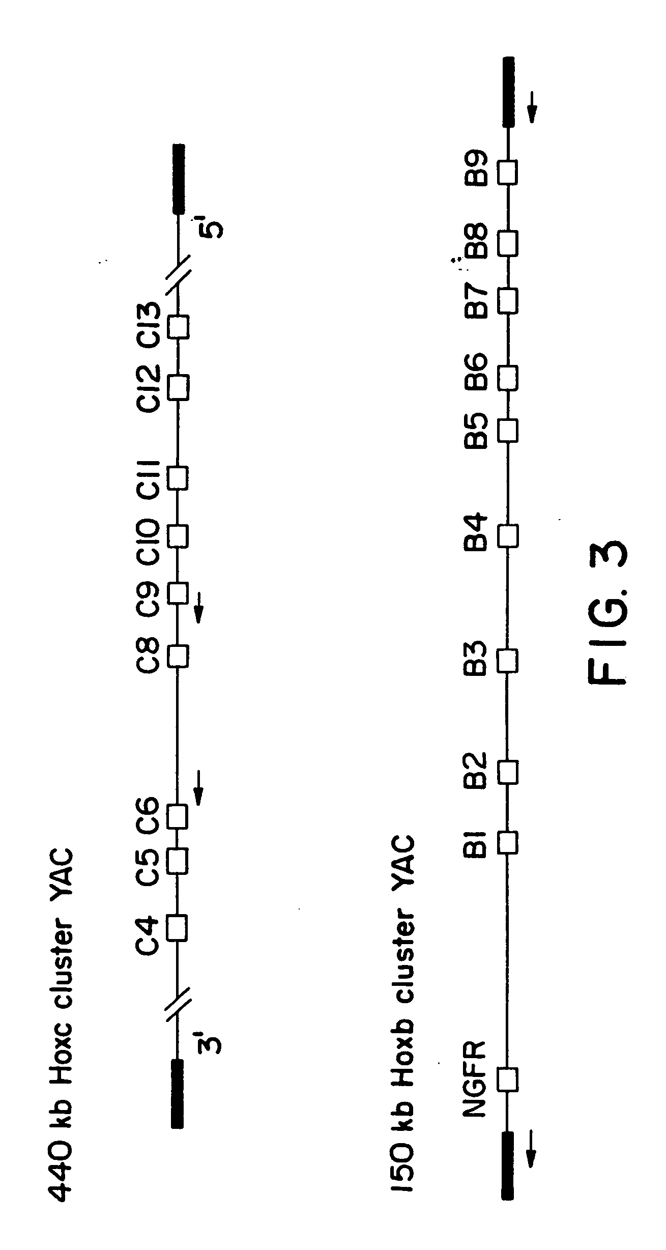 New yeast-bacteria shuttle vector