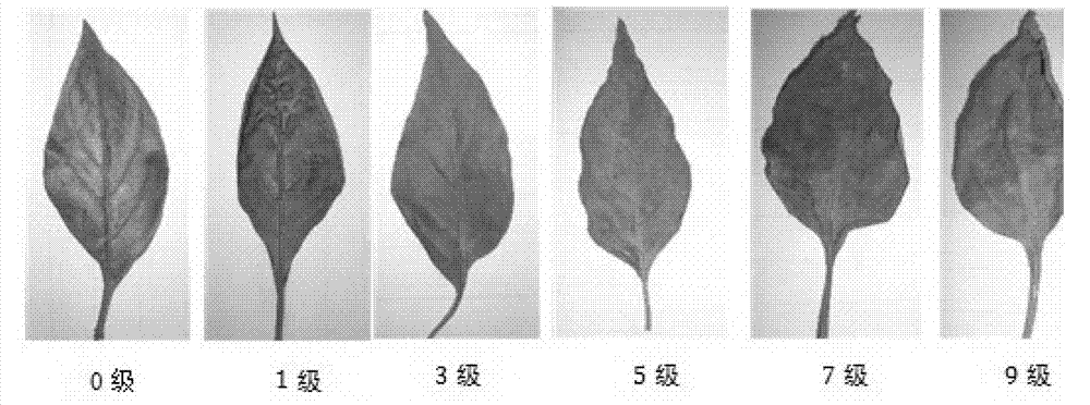 Method for identifying chilli heat resistance by using detached leaves