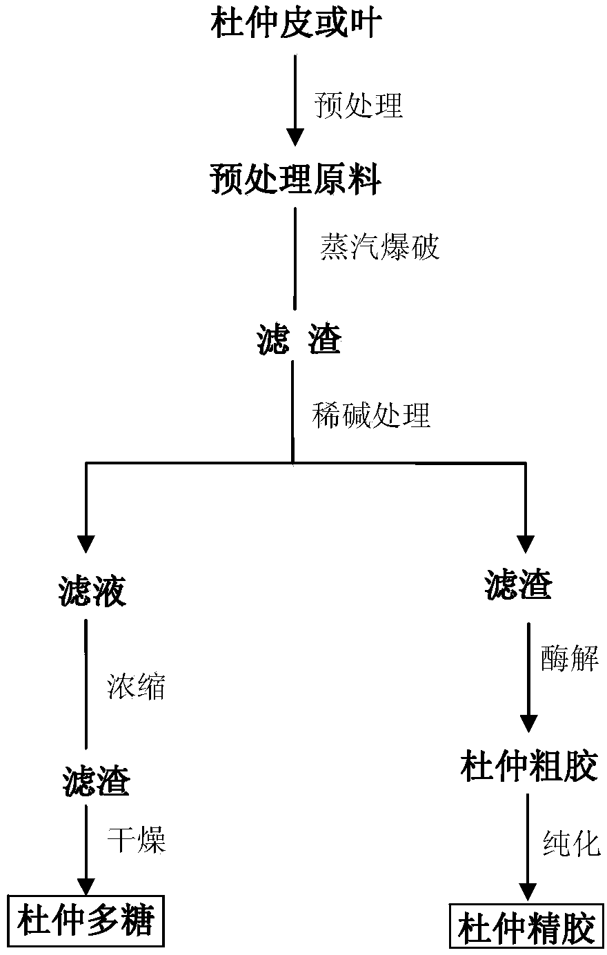 Method for extracting and separating eucommia ulmoides rubber