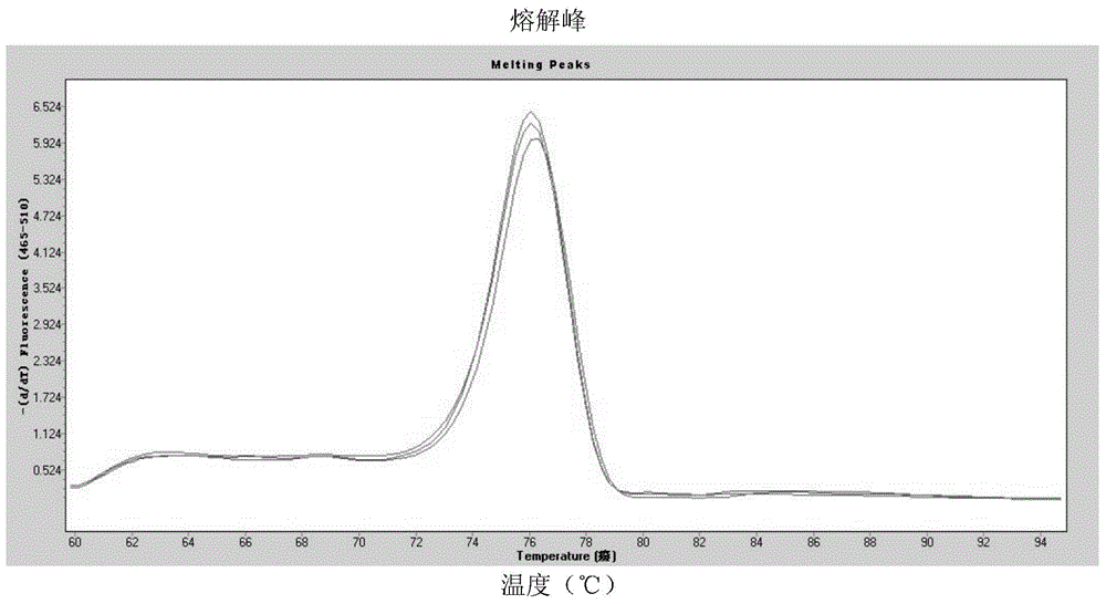 Detection method and kit for BUD13-ZNF259 gene mononucleotide polymorphism and application thereof