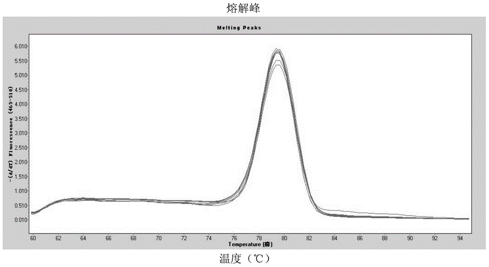 Detection method and kit for BUD13-ZNF259 gene mononucleotide polymorphism and application thereof