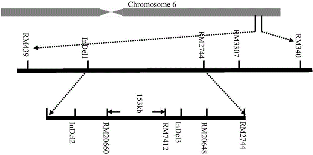 Molecular marking method of chalkiness-ratio major-effect QTL (Quantitative Trait Locus) in rice of paddy rice