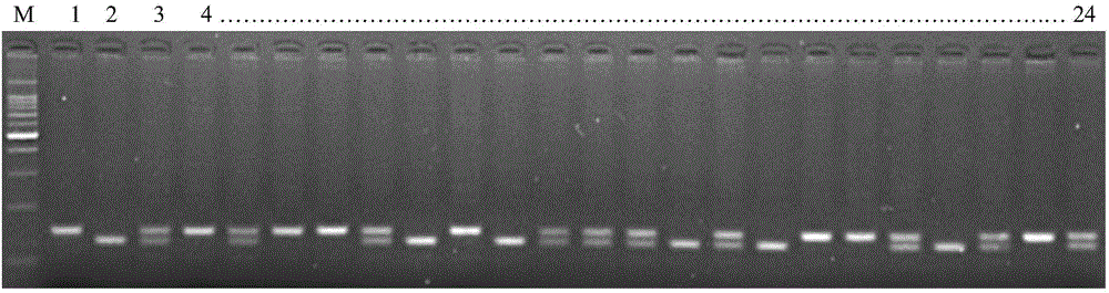 Molecular marking method of chalkiness-ratio major-effect QTL (Quantitative Trait Locus) in rice of paddy rice