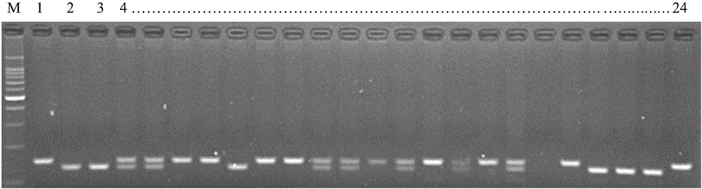 Molecular marking method of chalkiness-ratio major-effect QTL (Quantitative Trait Locus) in rice of paddy rice