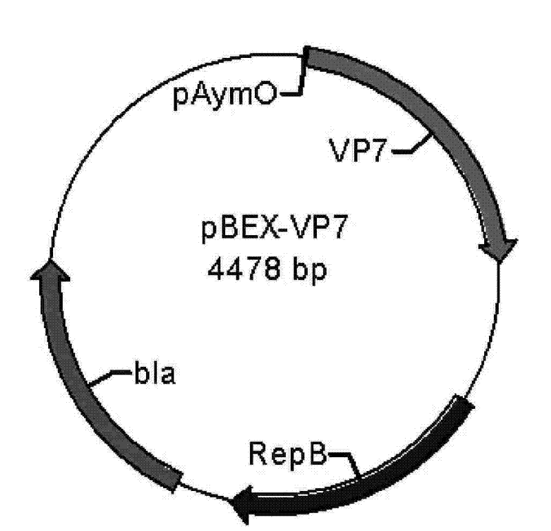 Recombined bifidobacteria -hRV/VP7 expression vector and oral vaccine thereof