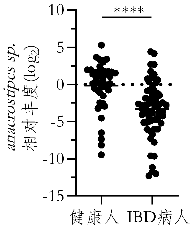 Strain Anaerostipes sp B2131 and application thereof in inflammatory intestinal diseases