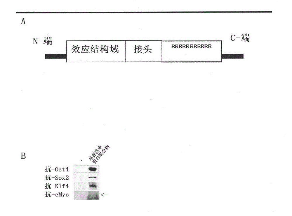 Compositions and methods for re-programming cells without genetic modification for treatment of neurological disorders