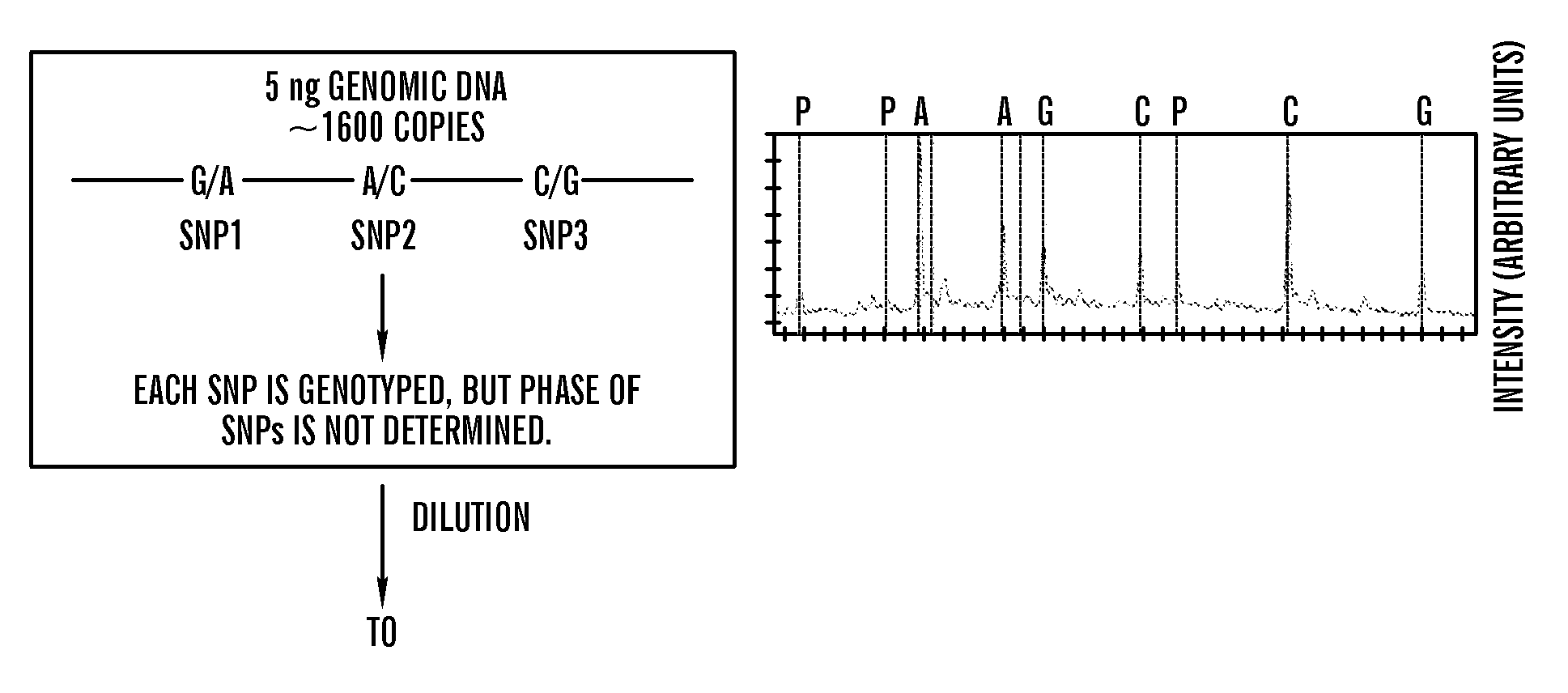 Haplotype Analysis