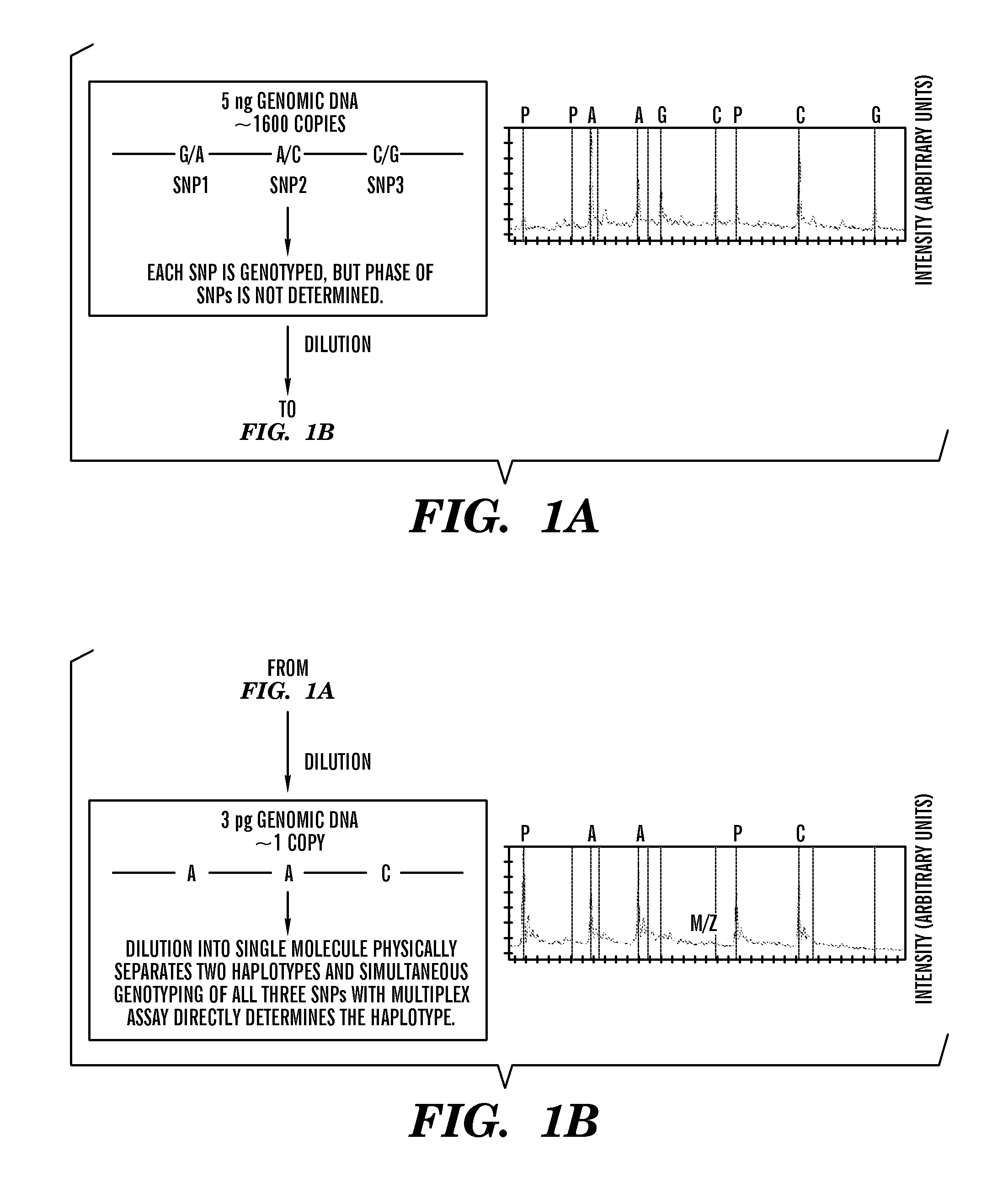 Haplotype Analysis