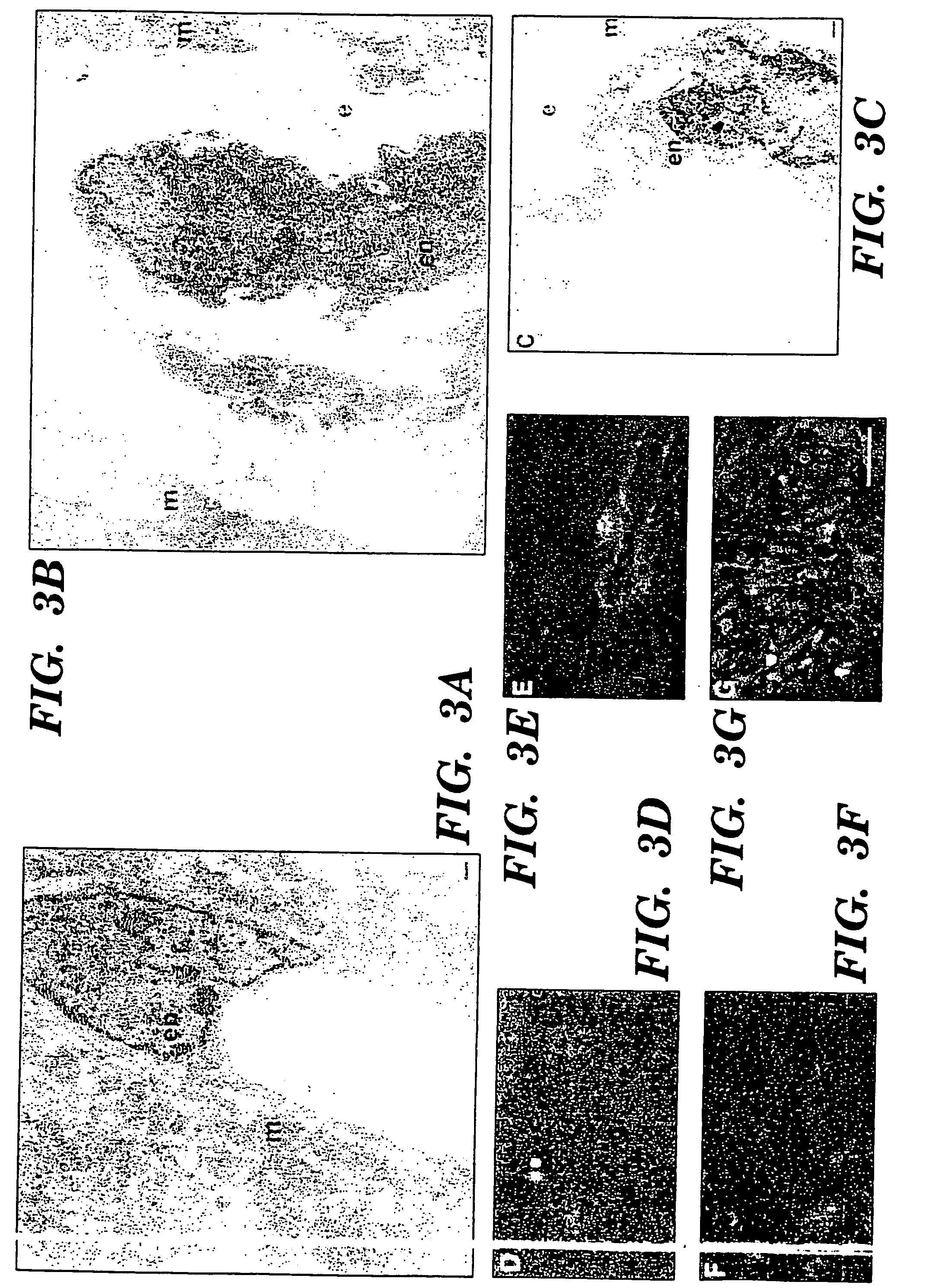 Methods for regulating angiogenesis and vascular integrity using trk receptor ligands