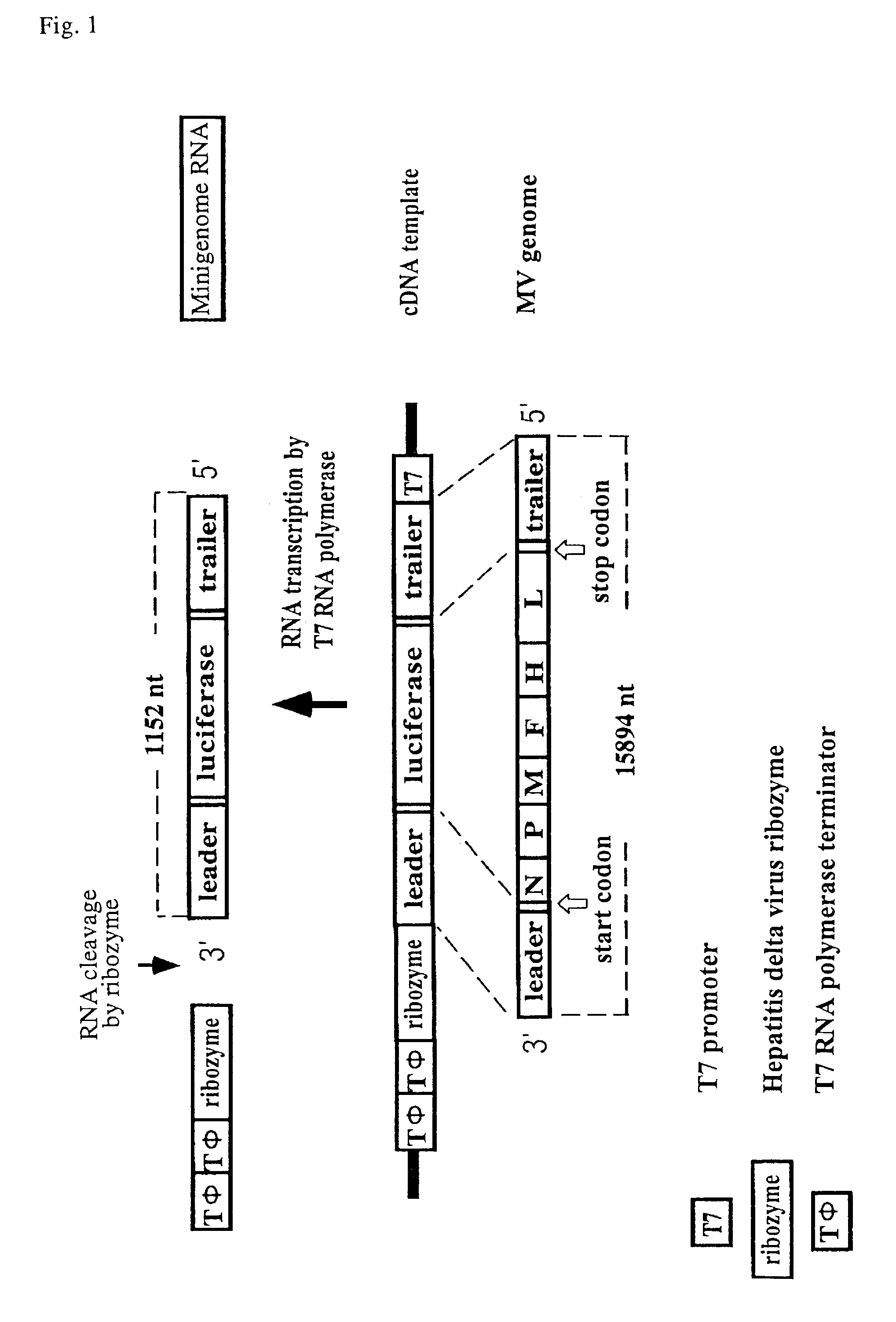 Method for producing temperature-sensitive morbillivirus