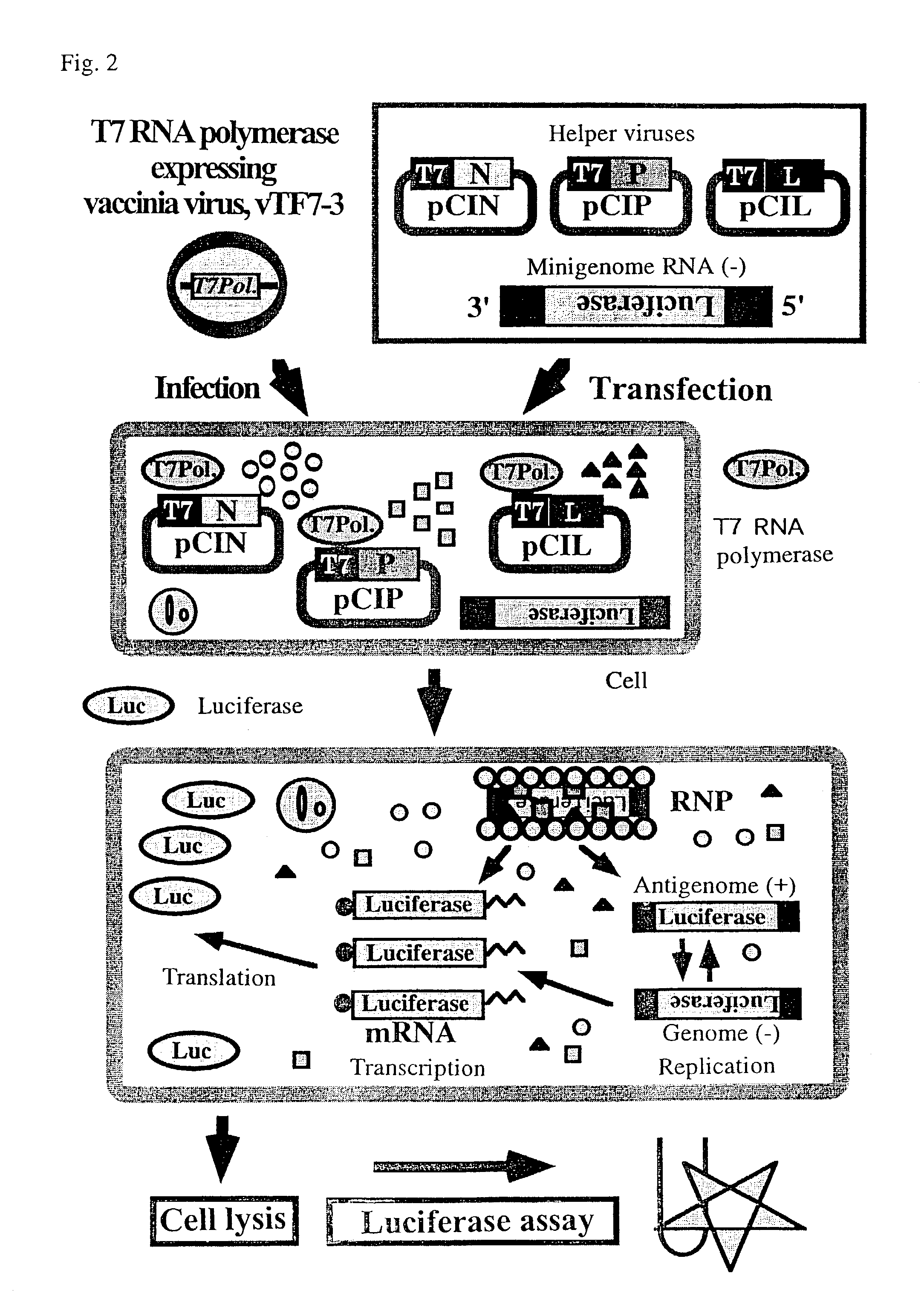 Method for producing temperature-sensitive morbillivirus