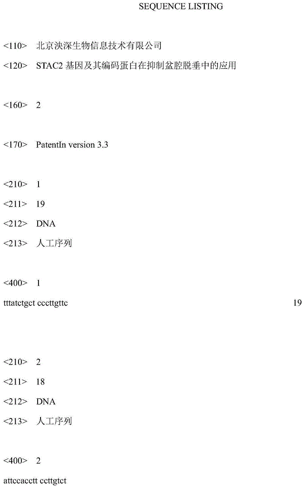 Application of STAC2 gene and STAC2 gene coding protein in inhibition of pelvic organ prolapse